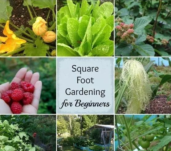 LED grow lighting.jpg