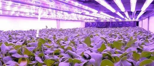 growth light for vegetable high power.jpg