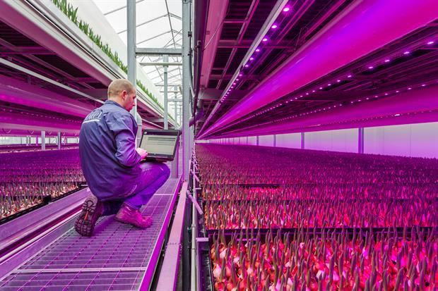 flower growth lamps jpg.jpg