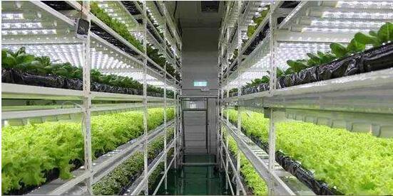 led plant grow lights.jpg